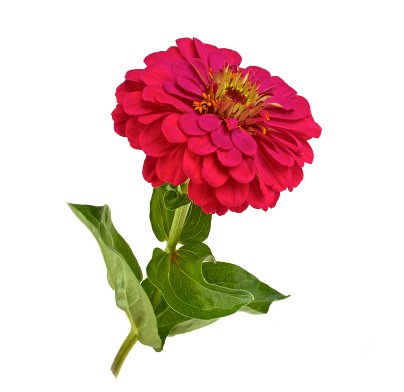 شاخه گل آهار